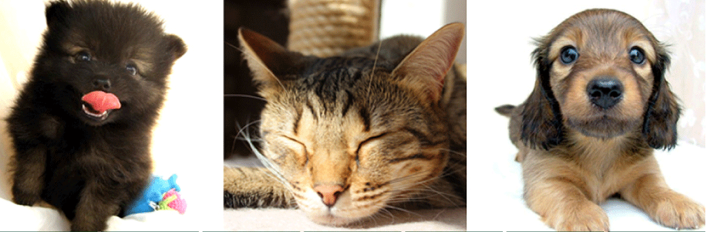 DOG/CAT